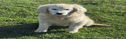 Golden Retriever dogs for sale: Golden Retriever Puppy 1 - Ad 2