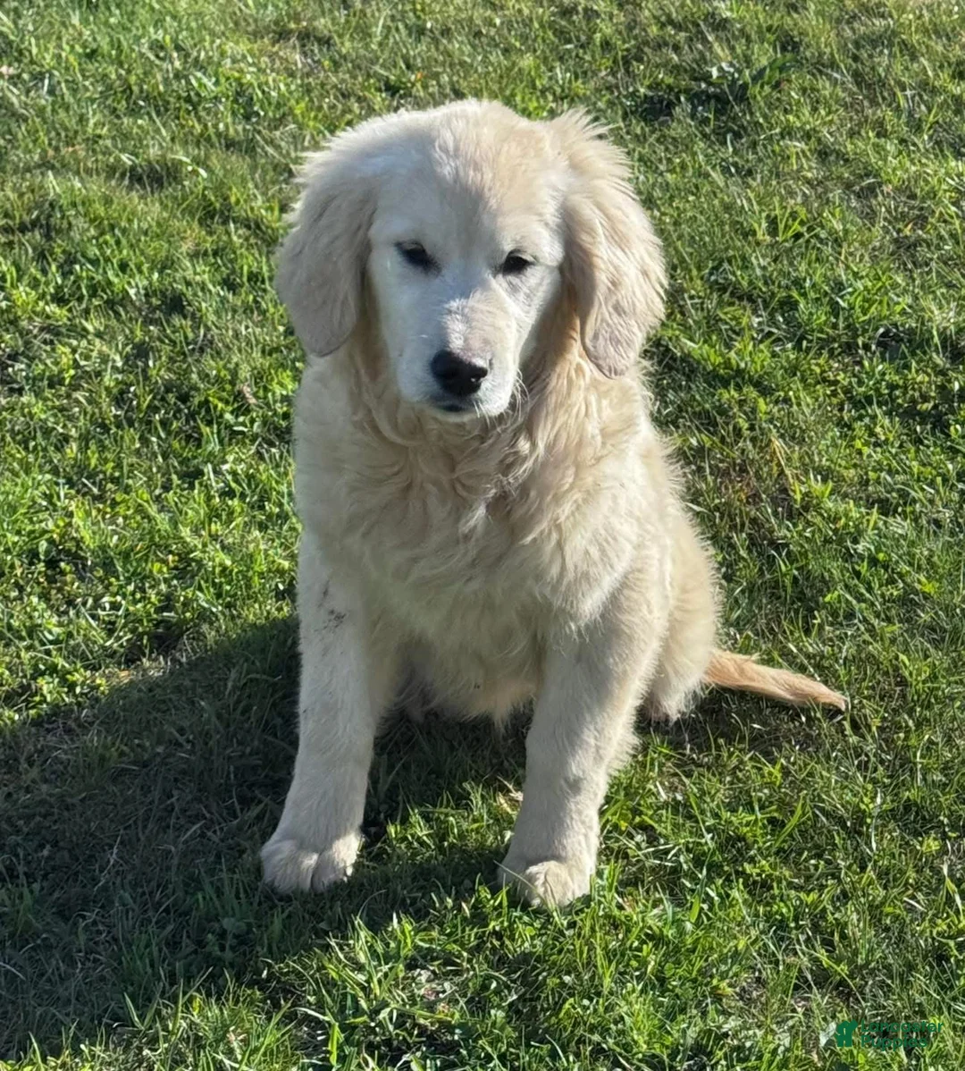 Golden Retriever dogs for sale: Golden Retriever Puppy 1 - Ad 2