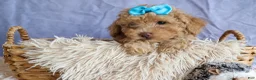Miniature Poodle dogs for sale: ARCHIE - Ad 7