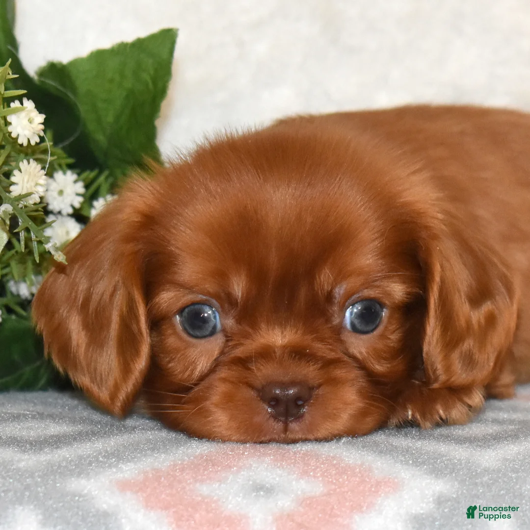 Cavalier King Charles Spaniel dogs for sale: Cider  - Ad 9