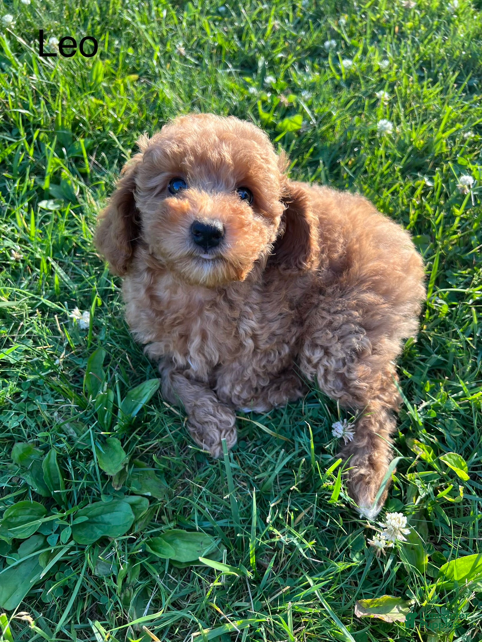 Miniature Poodle dogs Leo - Ad 2