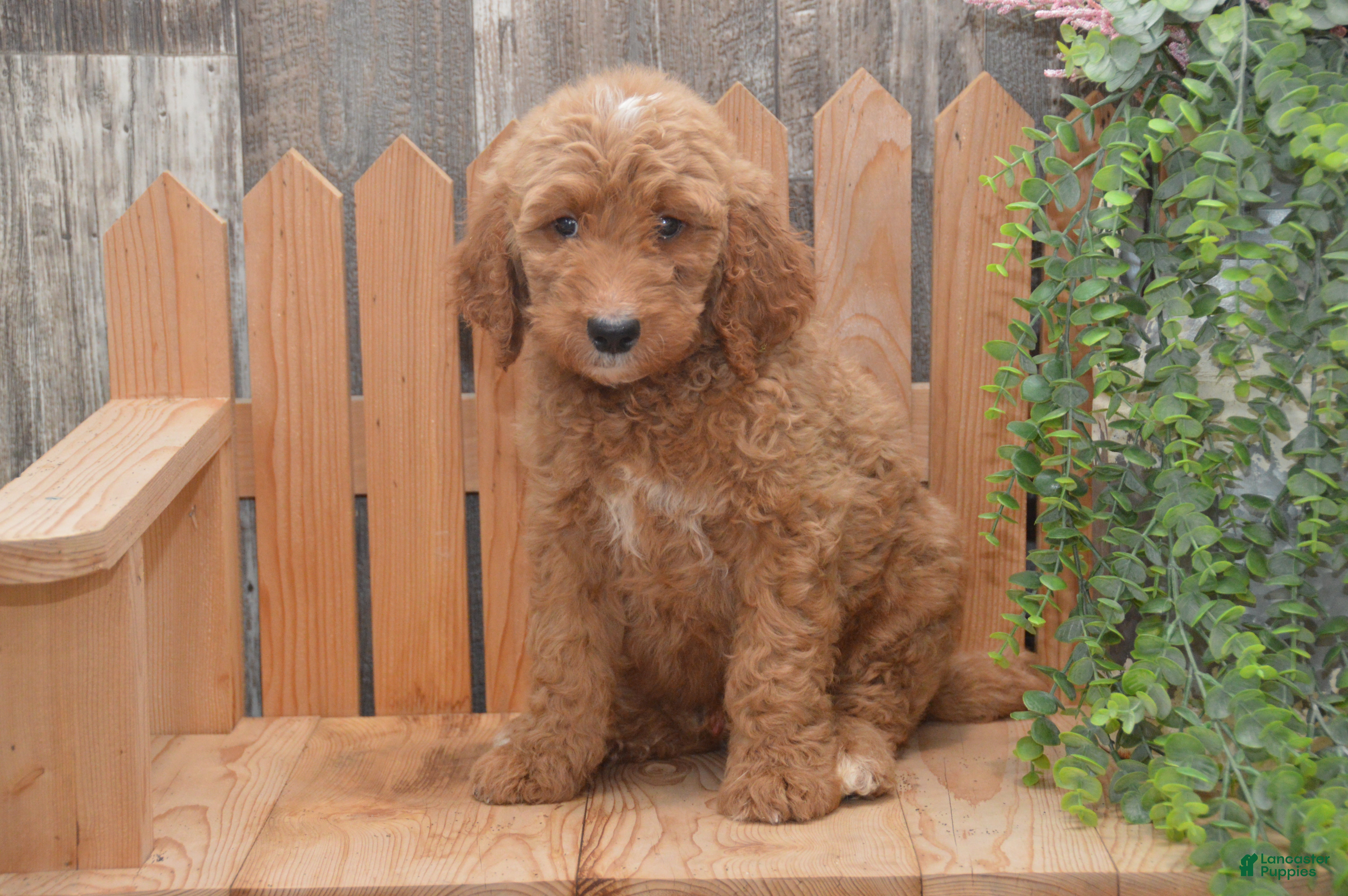 Goldendoodle dogs Sonny - Ad 1