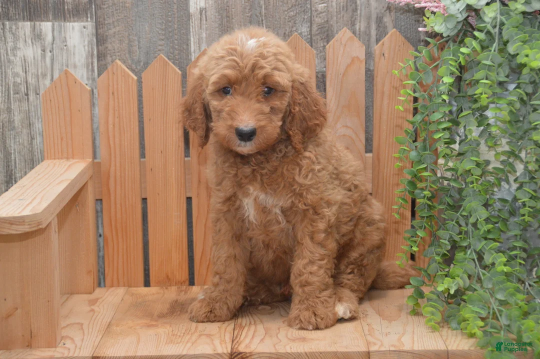 Goldendoodle dogs for sale: Sonny - Ad 1