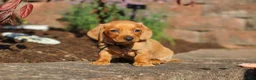 Miniature Dachshund dogs for sale: Bentley - Ad 10