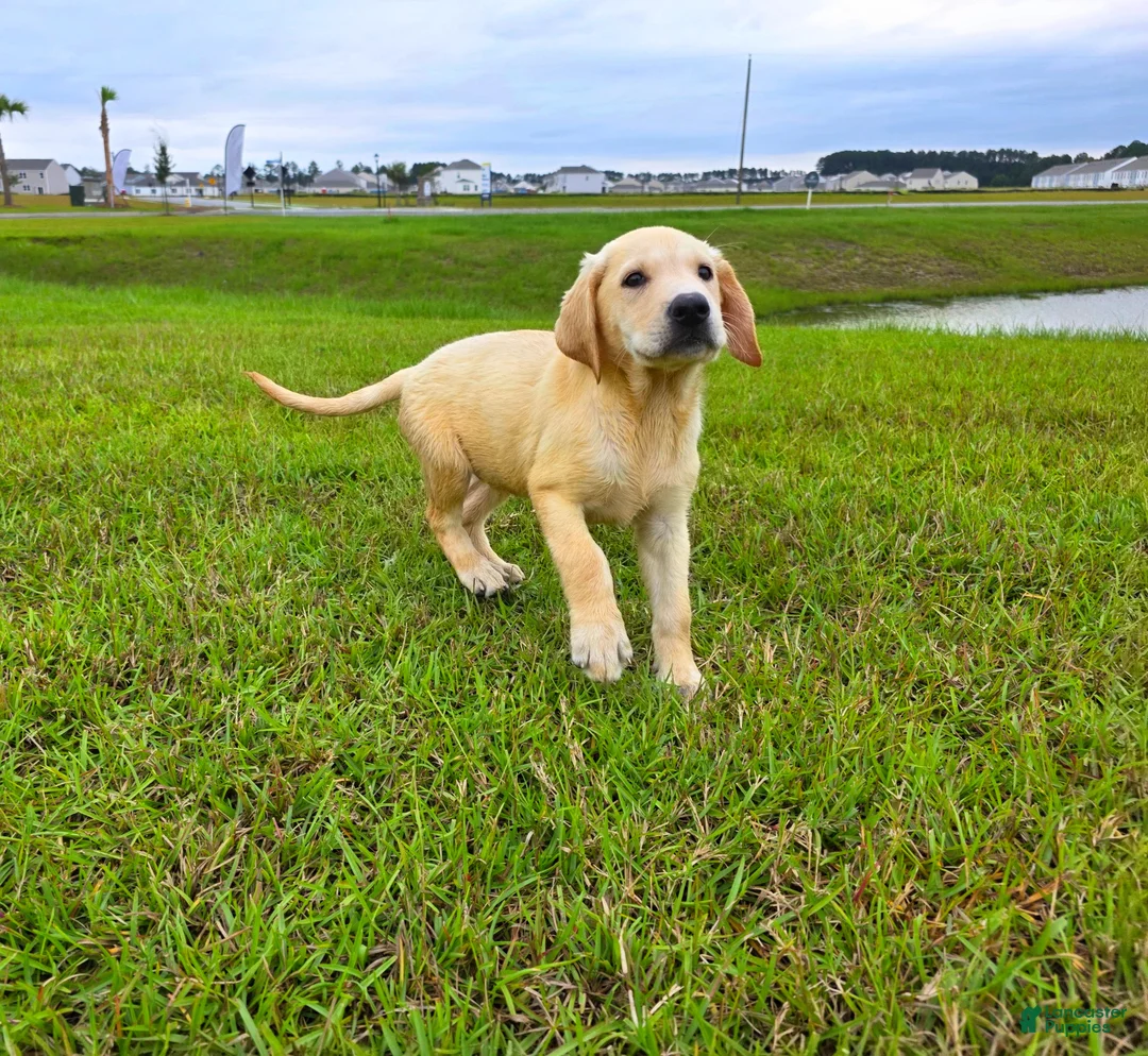Labrador Retriever dogs for sale: Nova - Ad 1