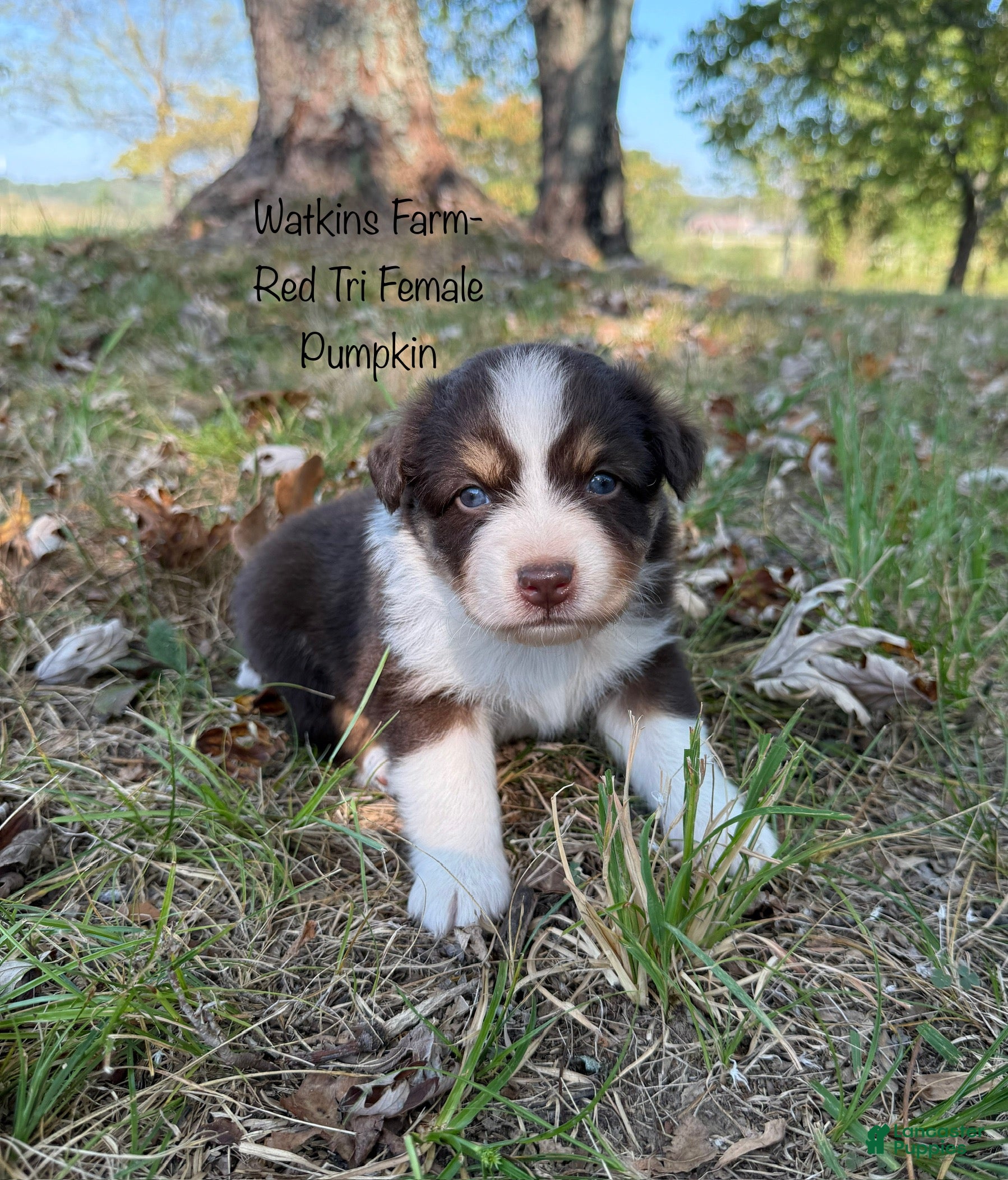 Australian Shepherd dogs Pumpkin - Ad 1
