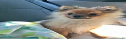 Pomeranian dogs for stud: STUD FOR USE - Ad 6