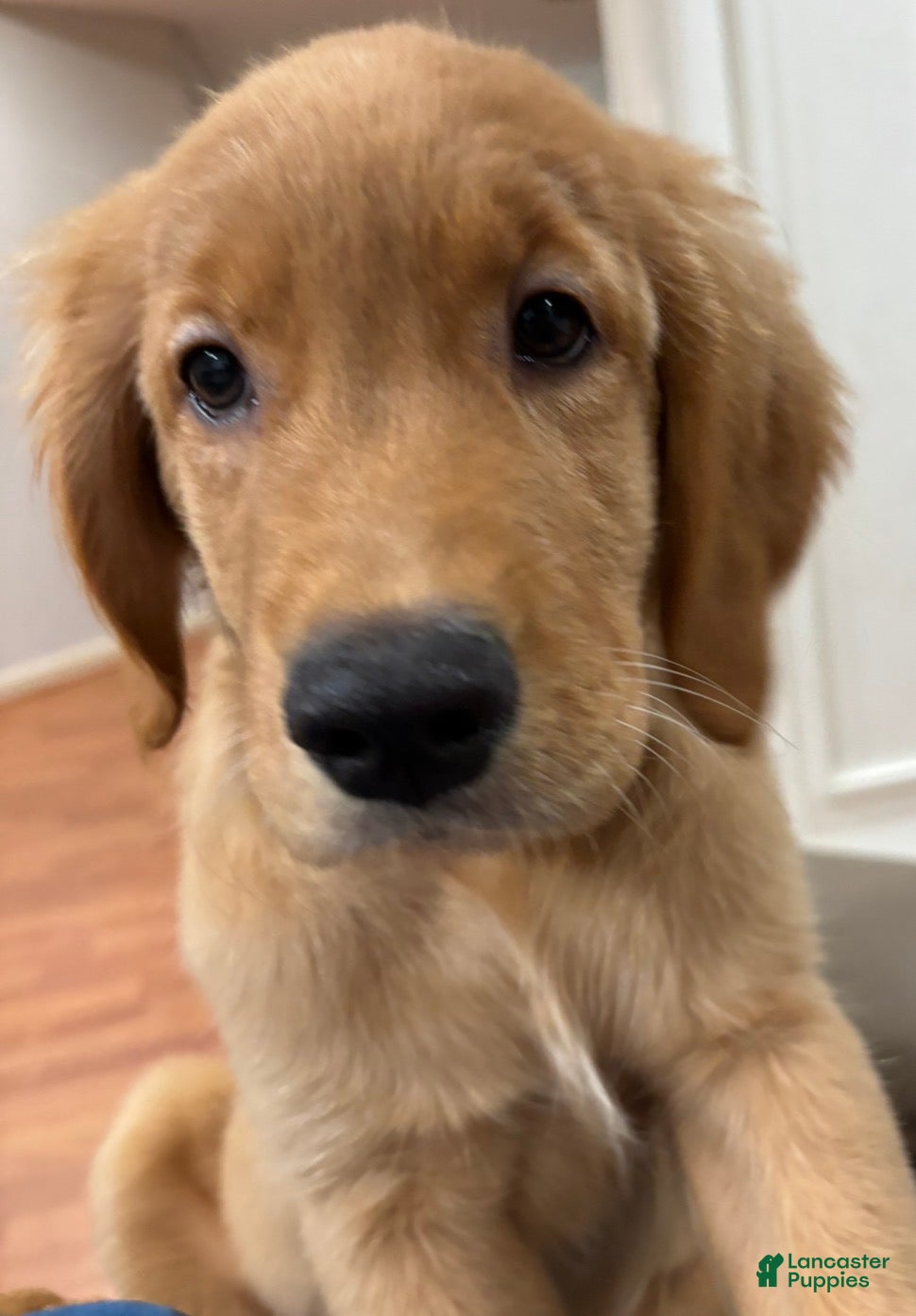 Golden Retriever dogs Golden Retriever “Bella” - Ad 2