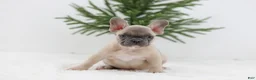 French Bulldog dogs for sale: Kate - Ad 4