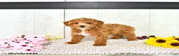 Miniature Poodle dogs for sale: Ranae - Ad 3