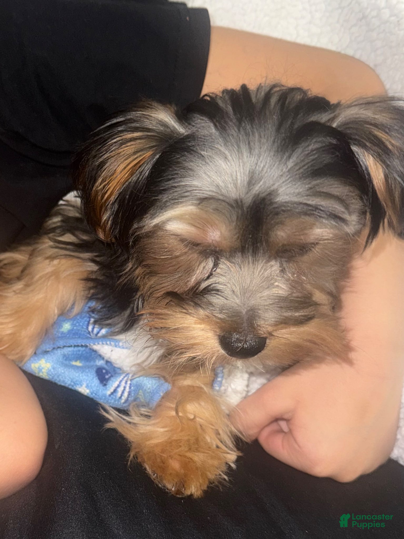 Morkie dogs for sale: Morkie Puppy 1 - Ad 1