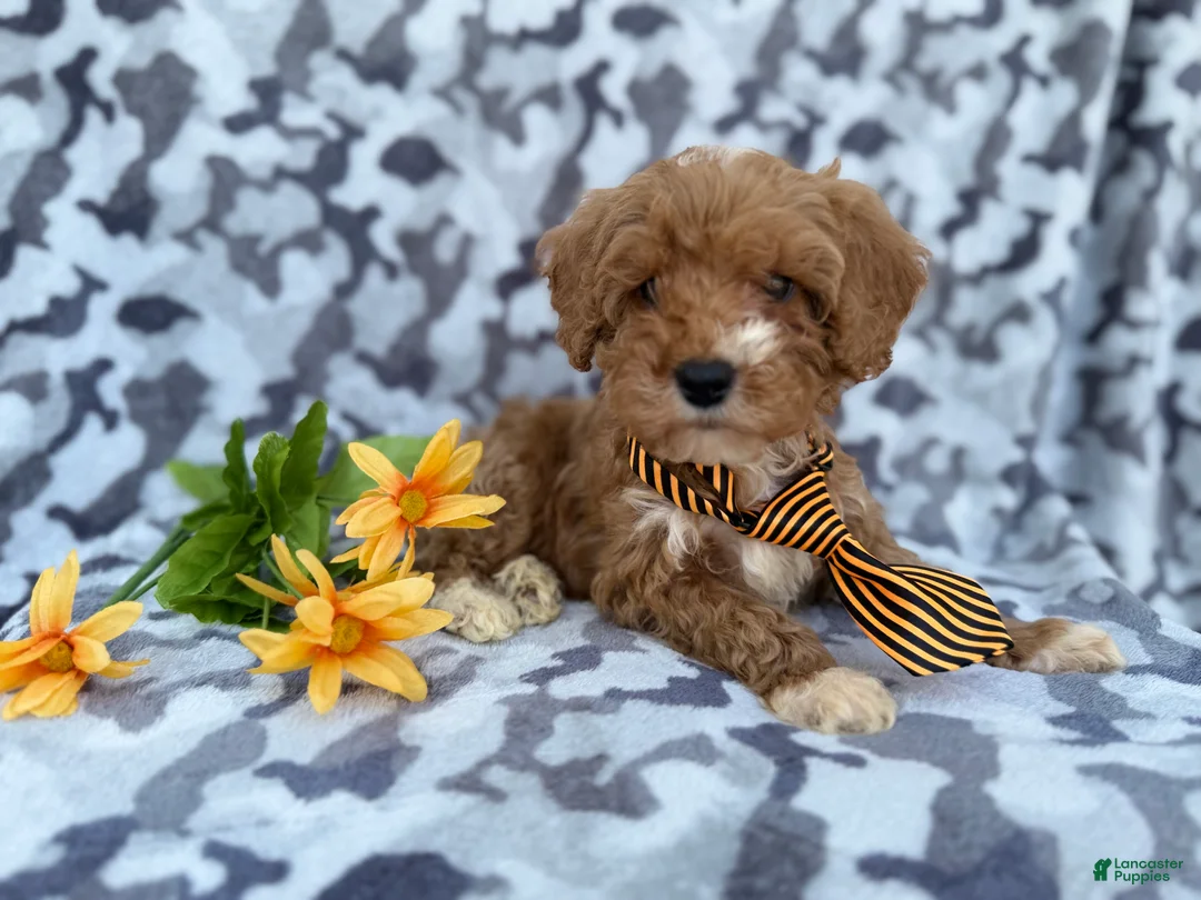 Cavapoo dogs for sale: Titus - Ad 5