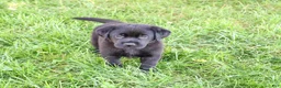 Labrador Retriever dogs for sale: Marshall - Ad 2