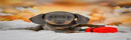 Miniature Dachshund dogs for sale: Dallas - Ad 5