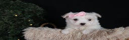 Maltese dogs for sale: ANGIE - Ad 7