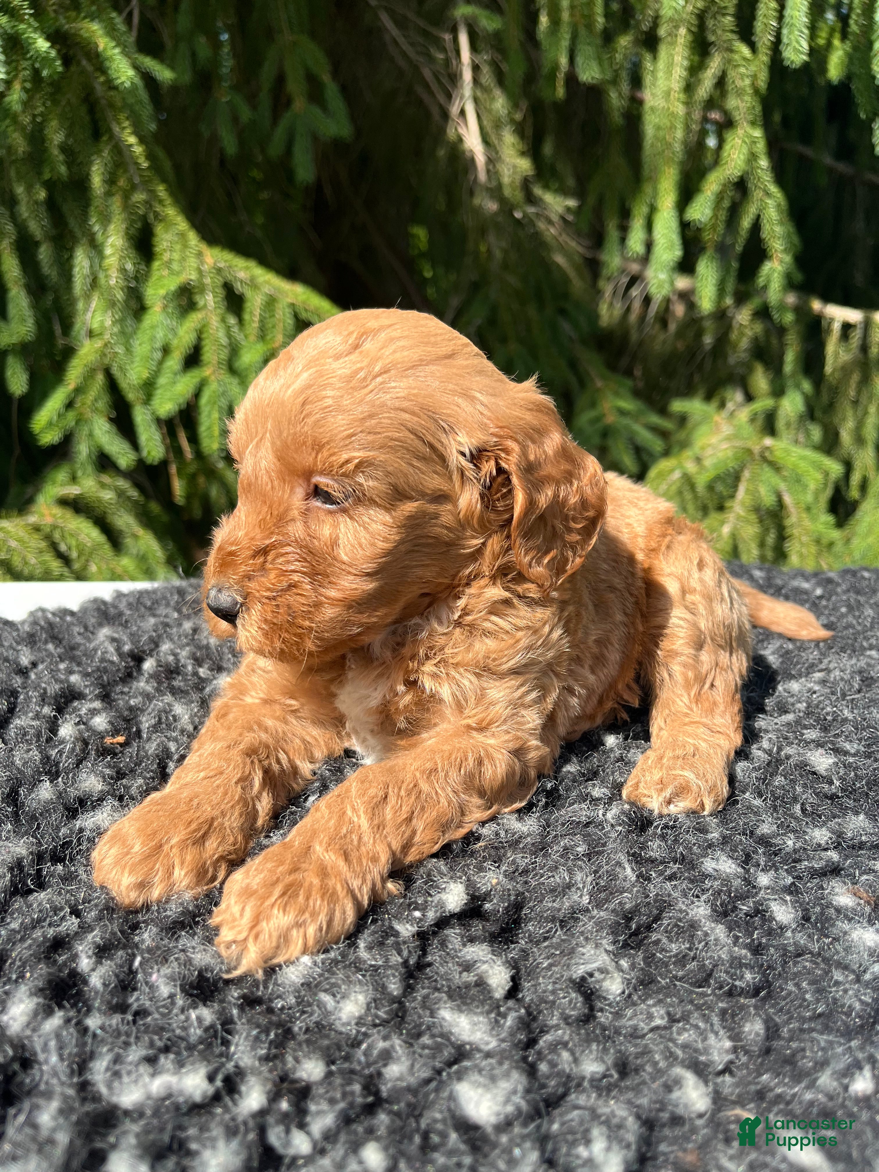 Mini Goldendoodle dogs Daisy - Ad 2