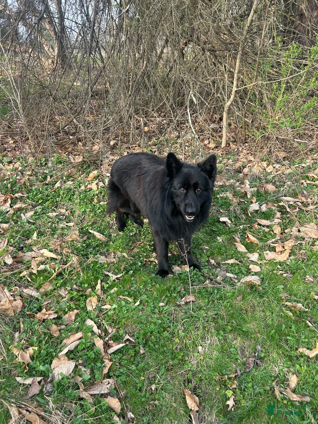 German Shepherd dogs for stud: German shepherd stud ( long haired )  - Ad 5