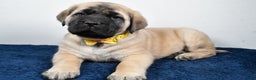English Mastiff dogs for sale: Simon - Ad 2