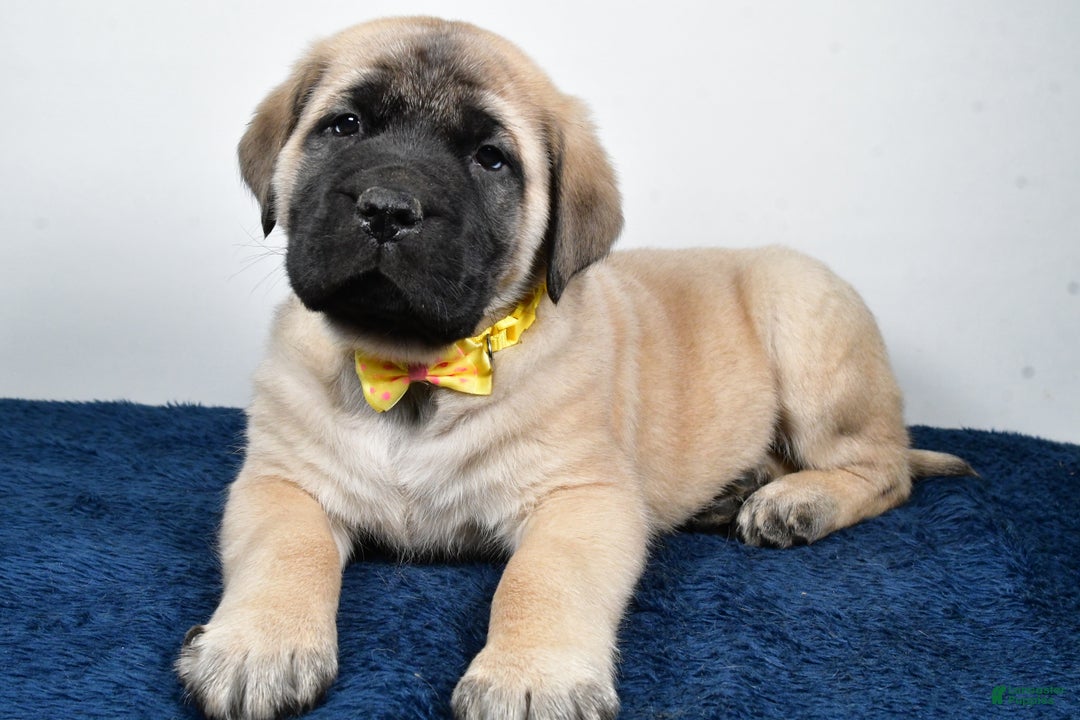 English Mastiff dogs for sale: Simon - Ad 2