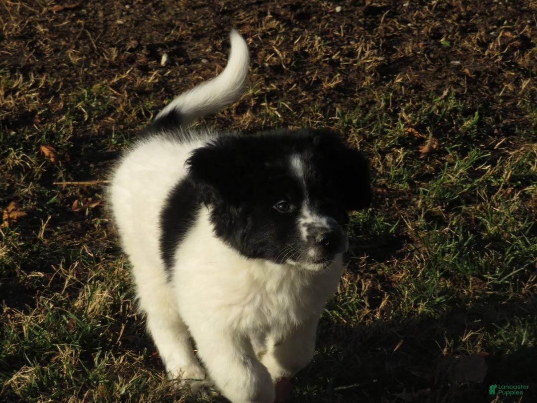 Newfoundland dogs for sale: Marcie - Ad 6