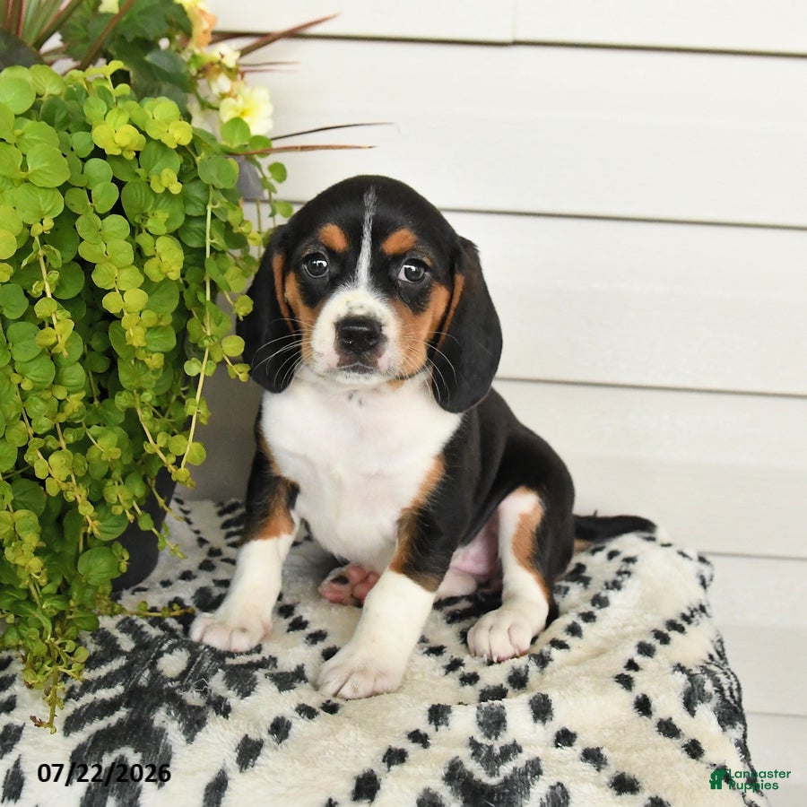 Beaglier dogs Muffin - Ad 1