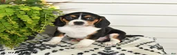 Beaglier dogs for sale: Muffin - Ad 1