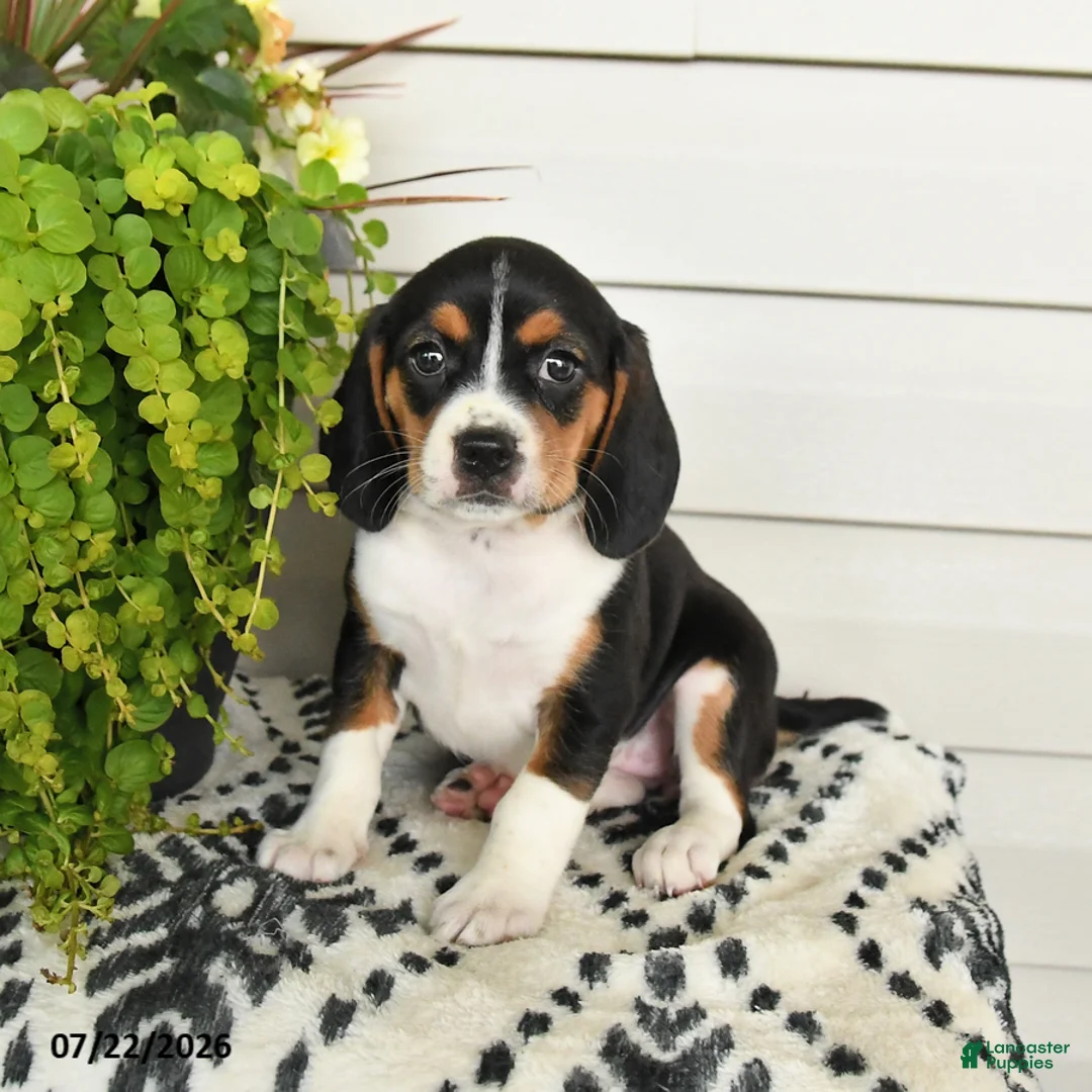 Beaglier dogs for sale: Muffin - Ad 1
