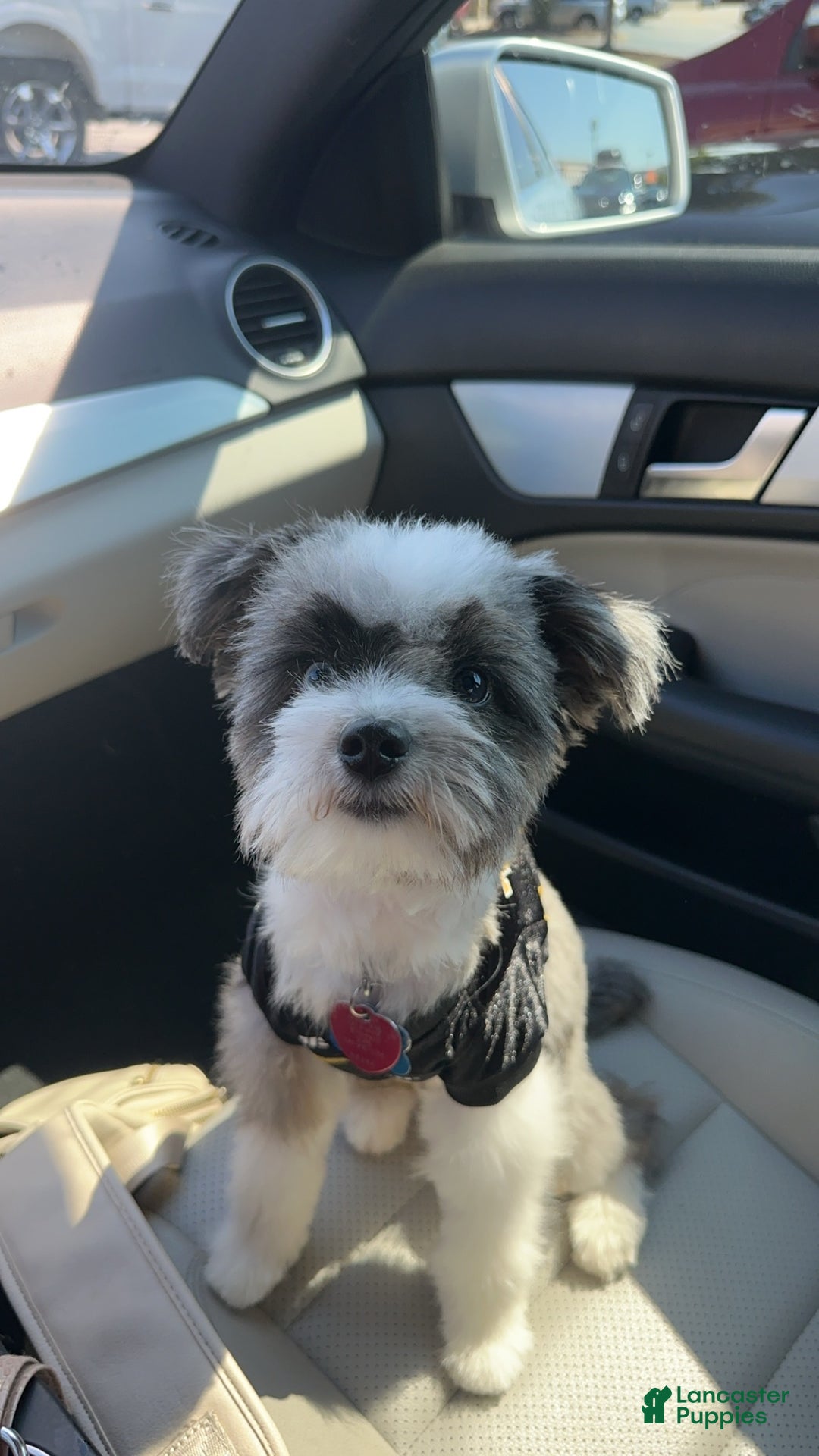 Toy Australian Shepherd dogs for sale: Blossom - Ad 3