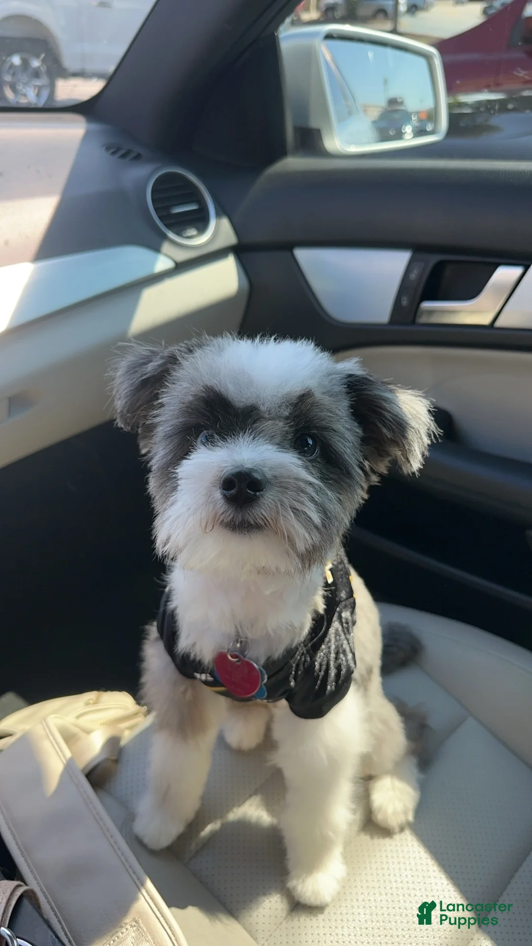 Toy Australian Shepherd dogs for sale: Poppy - Ad 5