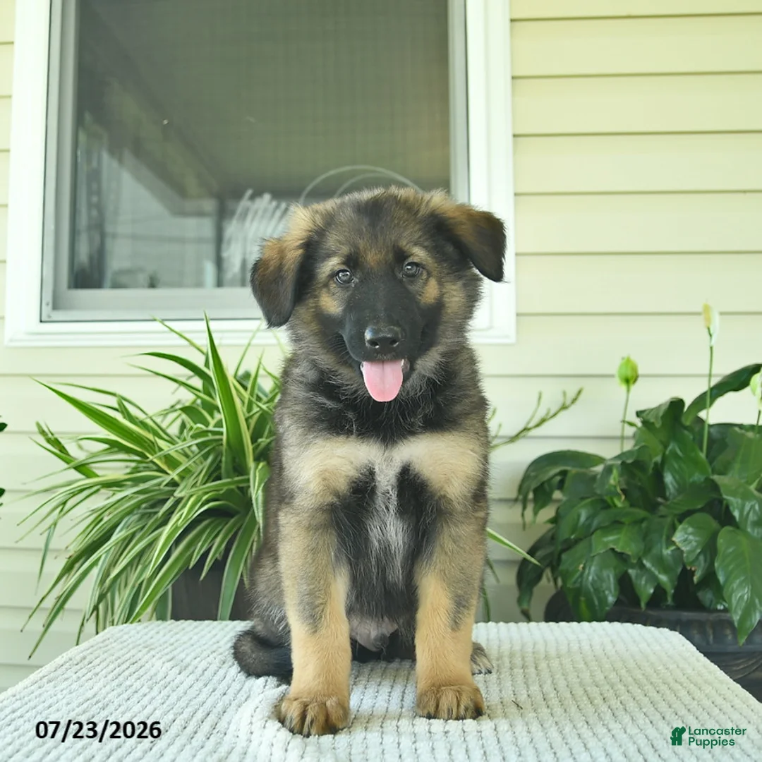 Mixed Breed dogs for sale: Raven  - Ad 5
