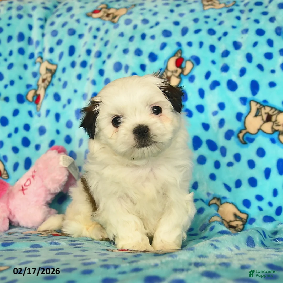 Shih Tzu dogs for sale: Bonnie  - Ad 1