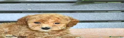 Miniature Poodle dogs for sale: Crena - Ad 9