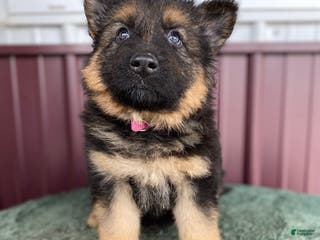 German Shepherd dogs for sale: German Shepherd Puppy 2 Trixie - Ad 2