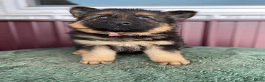 German Shepherd Puppy 2 Trixie