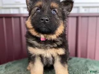 German Shepherd dogs German Shepherd Puppy 2 Trixie - Ad 33