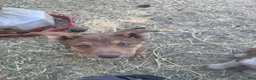 Mixed Breed dogs for sale: Mixed Breed Puppy 3 - Ad 2