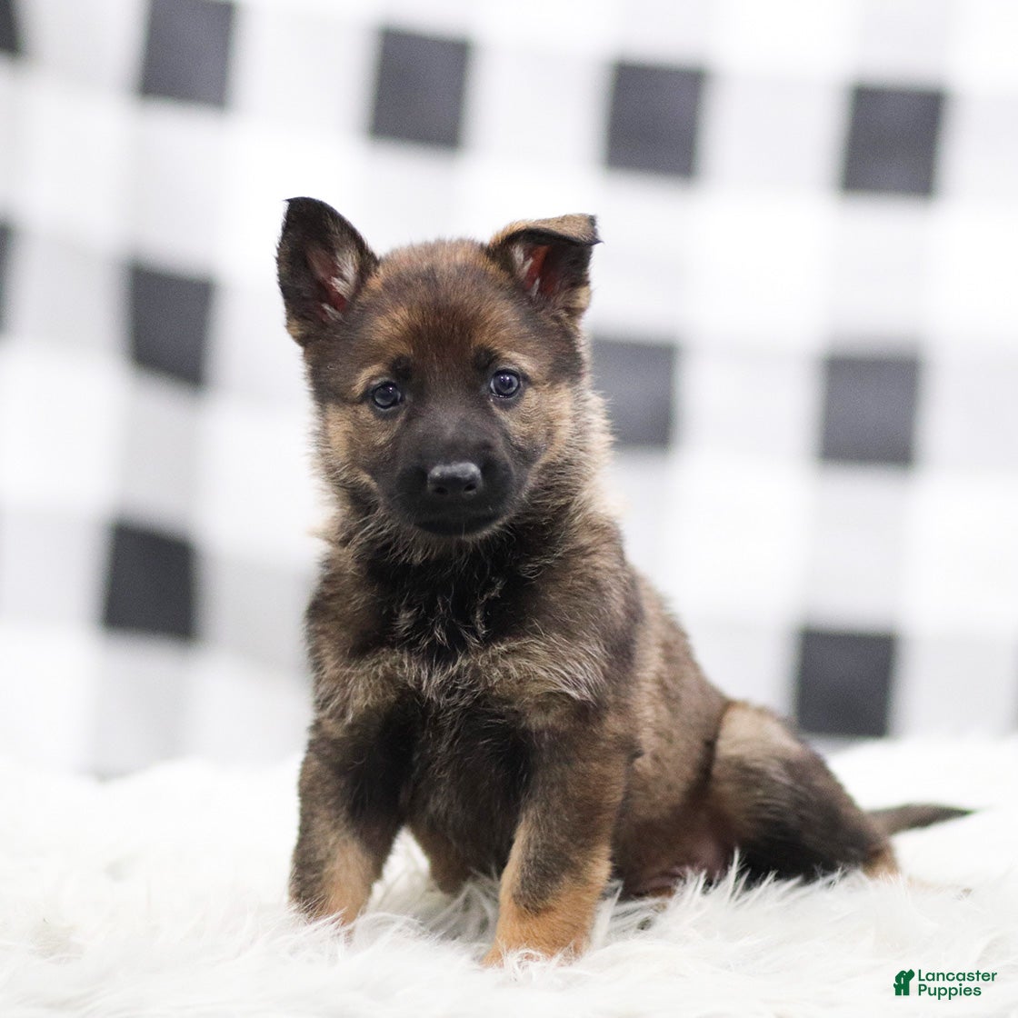 German Shepherd dogs Freya - Ad 19