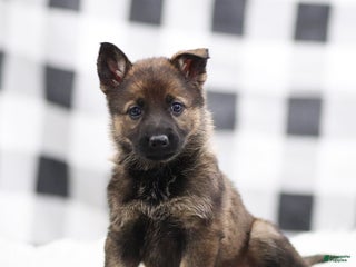 German Shepherd dogs Freya - Ad 2