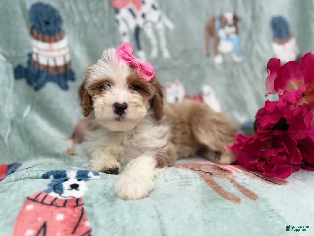 Cockapoo dogs for sale: Annie - Ad 7