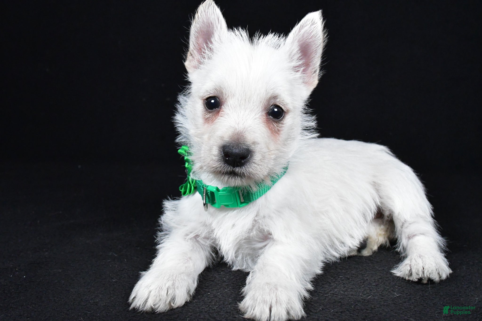 West Highland Terrier dogs Lila - Ad 2