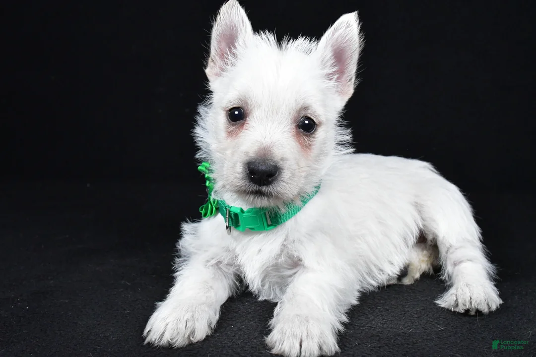 West Highland Terrier dogs for sale: Lila - Ad 2