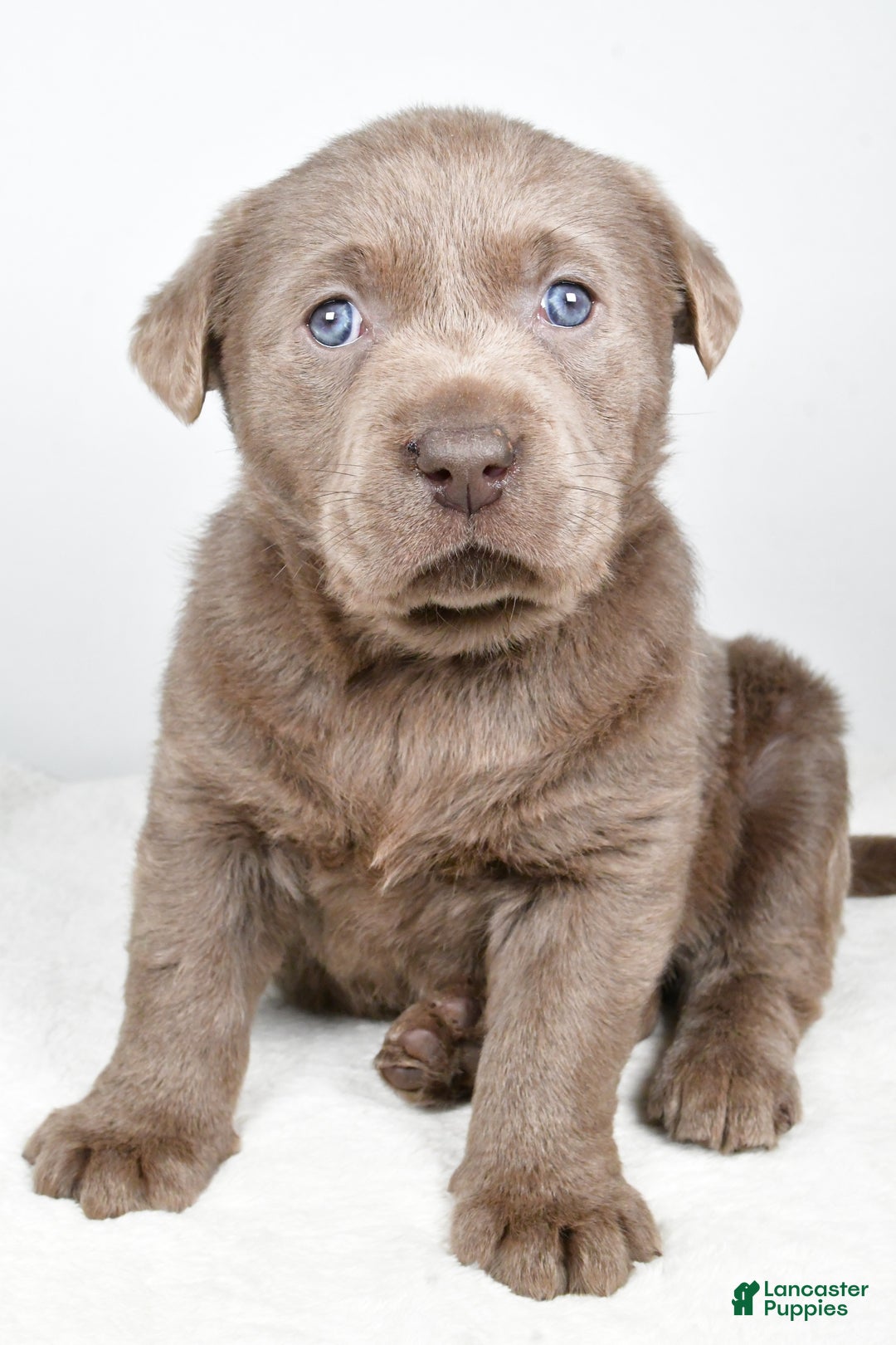 Labrador Retriever dogs for sale: Luna - Ad 1