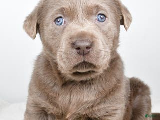 Labrador Retriever dogs Luna - Ad 27