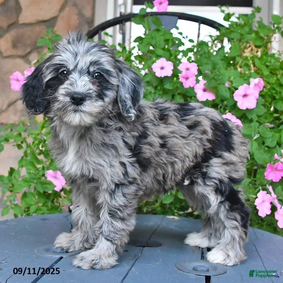 Mixed Breed dogs for sale: Patches - Ad 1