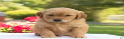 Golden Retriever dogs for sale: Sally  - Ad 3