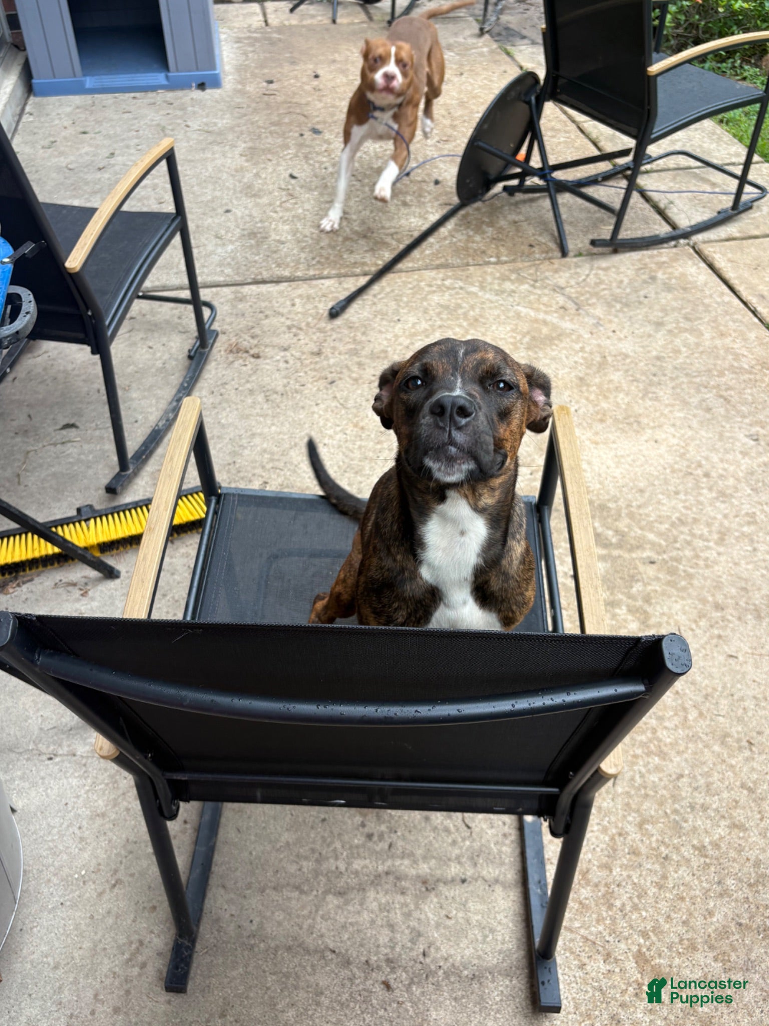 Mixed Breed dogs Mixed Breed 1 - Ad 23