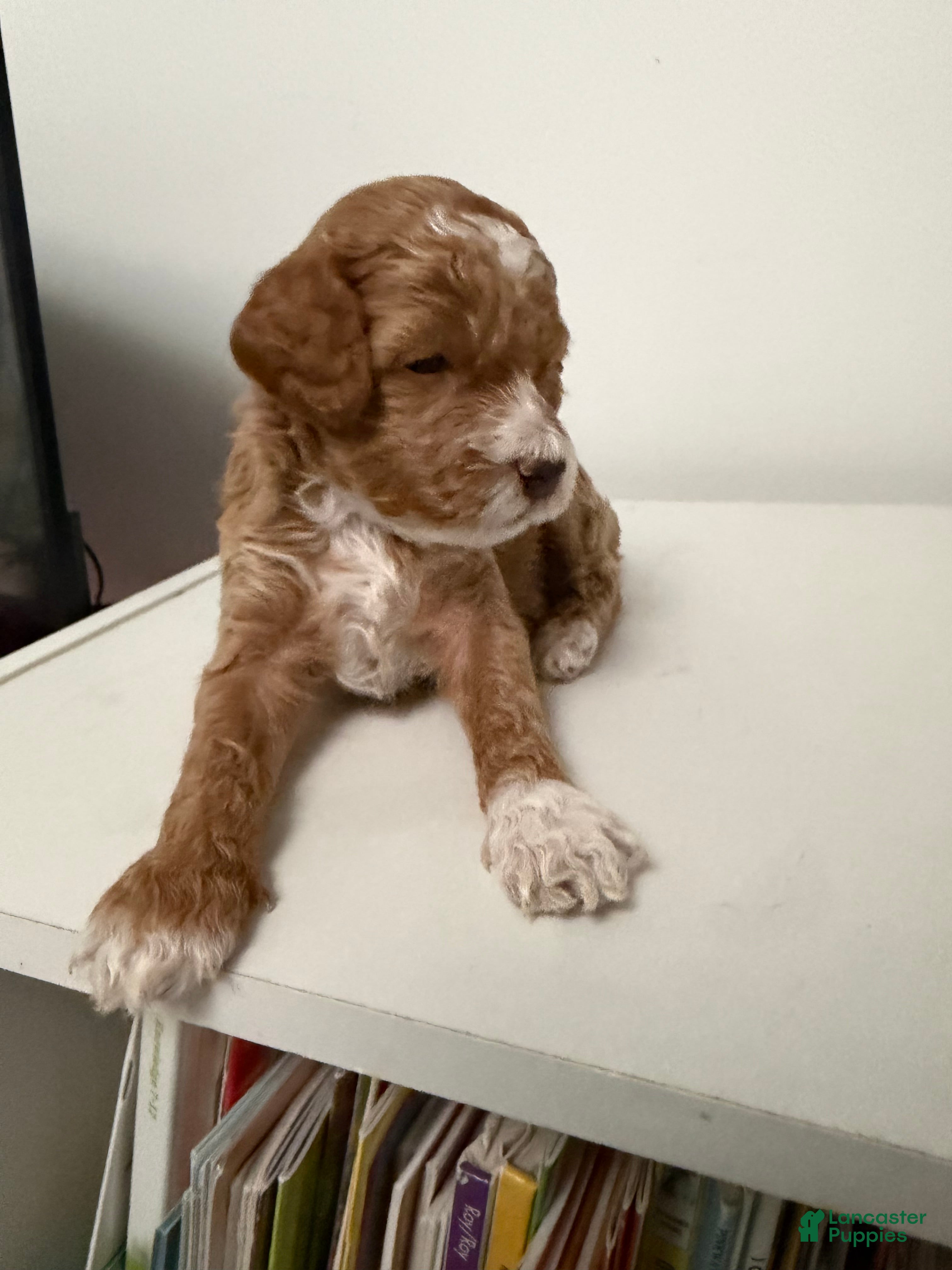 Mixed Breed dogs Sonny - Ad 1