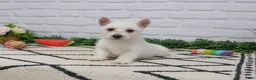 West Highland Terrier dogs for sale: Quincey  - Ad 7