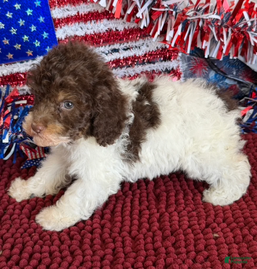 Cockapoo dogs for sale: Millie - Ad 2