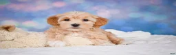 Maltipoo dogs for sale: callie - Ad 15